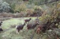 Cabra Serrana(Raça Autóctone)